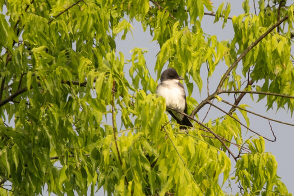 Eastern kingbird