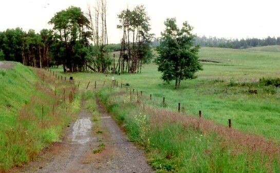 A muddy road leads the riders to a grove of trees, with grasslands surrounded by trees on the right hand side of the image. 