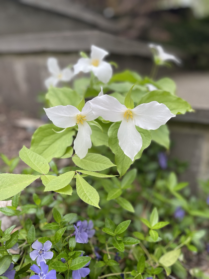 White Trillium in bloom