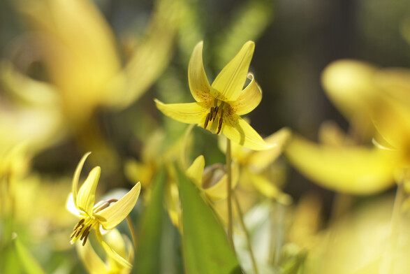 Trout lilies!