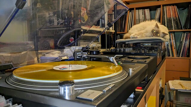 cat man Milo watching the yellow Lonnie vinyl play from the other side, lying on the blanket above the other technics record player. vinyl shelf in the background. 
