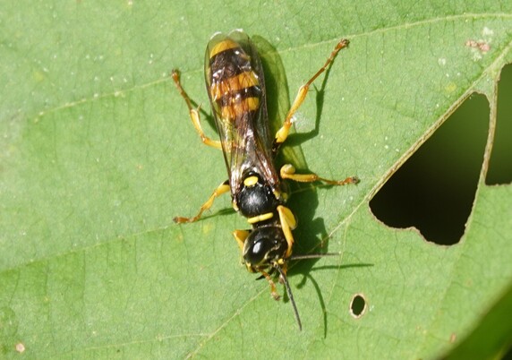 #GewoneVliegenDoder #MellinusArvensis #FieldDiggerWasp #KotWespe