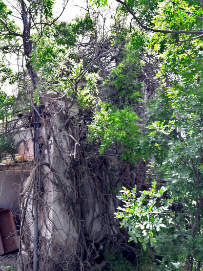 An abandoned house taken over by vegetation climbing up the walls, the roof, the electricity pole.