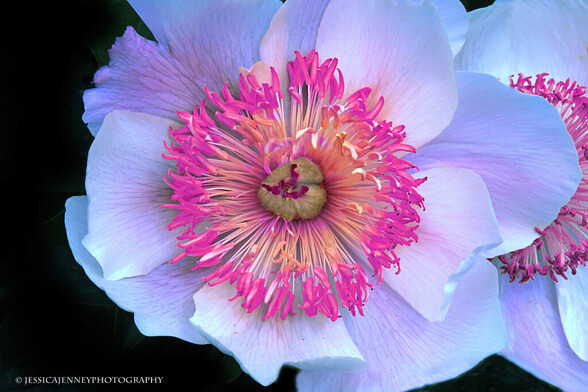 A surreal and colorful peony I saw in my dreams. 
By Jessica Jenney