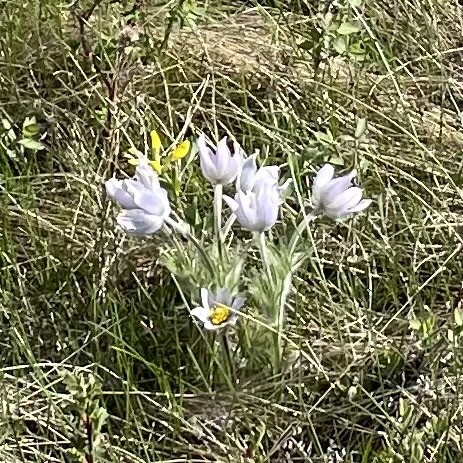 Photo of a small bunch of crocuses amongst native grasslands