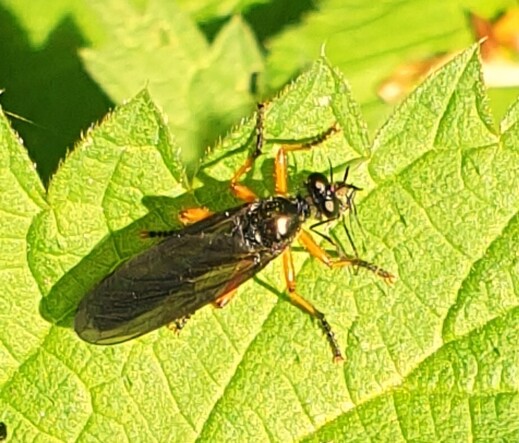 #ZwartVlerkBladJager ##DioctriaOelandica #OrangeLeggedRobberFly #GroßeHabichtsFliege