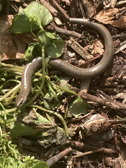 Hazelworm op houtsnipperpad op mijn moestuin