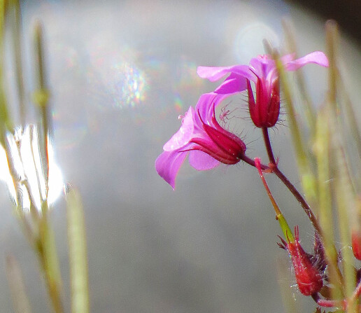 Close up of two red campion flower heads with a blurred stylised background of my pond. 