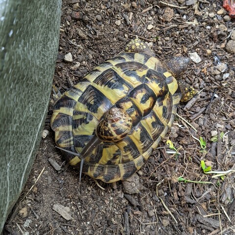 A snail over a tortoise shell