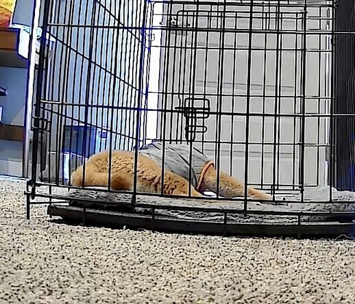Red Shiba Inu puppy with a thunder jacket on sleeping in her crate