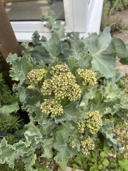 Large scalloped greenish blue leaves with a silvery powder coating; with a big head of what looks just like broccoli - because it basically is. Sea kale is very close relative of cabbage/kale/broccoli/etc