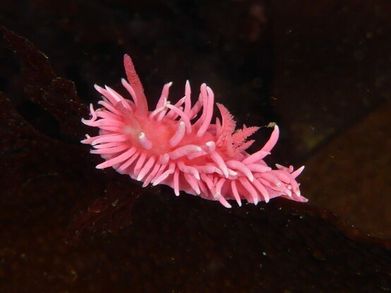 A pink Hopkin's rose nudibranch on tide pool rocks