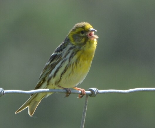 #EuropeseKanarie #SerinusSerinus #EuropeanSerin #Girlitz 