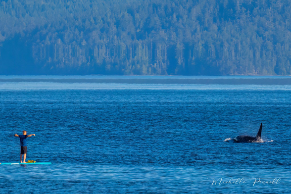 🐳 Paddleboarder surprised by pod of orca killer whale racing past qathet - Powell River on Sunshine Coast BC Canada Michelle Pennell Photography. 

Whale guide Nick Templeman identified the pod as 90s 023 023Cs. 