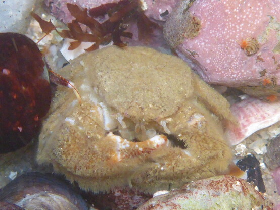 furry crab