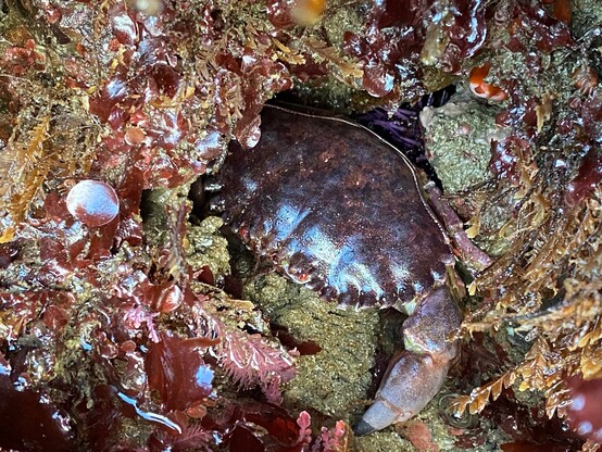California rock crab