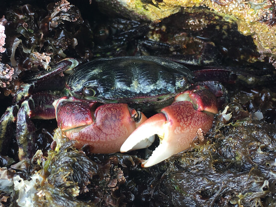 striped shore crab