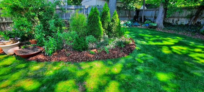 Garden bed with arborvitae, sweet fern and blueberries. Dappled sunlight making bright circles on lawn