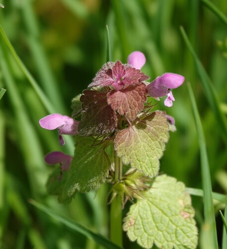 #PaarseDovenetel #LamiumPurpureum #RedDeadNettle #PurpurroteTaubnessel