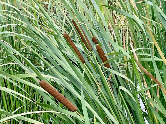 Reed