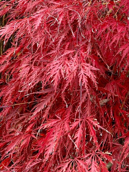 Deep red leaves of my Japanese maple tree