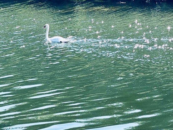 Swan and glitter in its wake. The river water is blue green. 