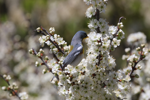A photo of a northern Parula feeding on a tree with white blossoms.