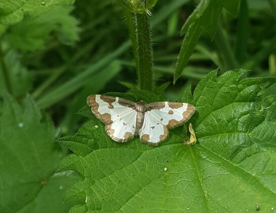Deze Gerande spanner zagen we gisteren op onze wandeltocht. Wat een mooie mot