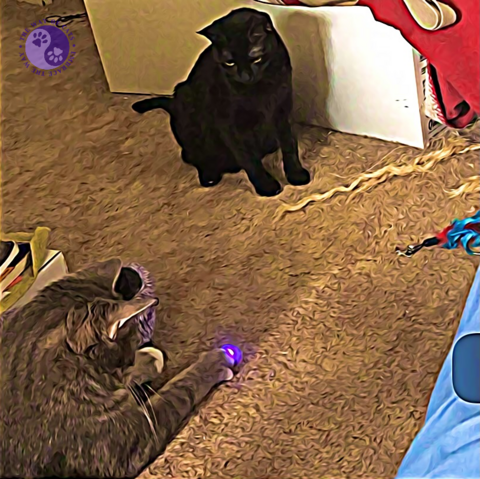 A big gray tabby cat and a small black teen kitten play with a wand toy amidst cat huts and other toys, illustrating Best Toys by Cat Type.