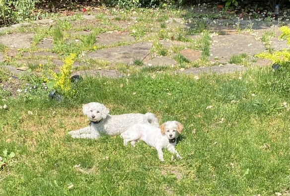 Sunny in Seattle.  On the grass are Marty, 3, a maltese/poodle cross, and Max, 1, who appears to be maltese and chihuahua.