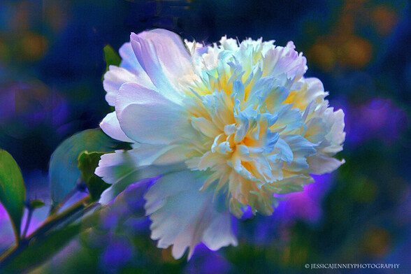 A magnificent white double 
peony with white petals blooming in a spring garden in the moonlight.
By Jessica Jenney