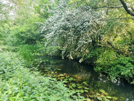 View of canal with nettles & dock in the foreground, lily pads on the water surface, and a hawthorn covered in white blossom on the far bank