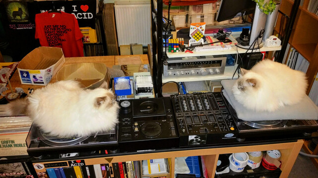 Holy birman cat brothers Emil (left) & Milo (right) staring at each other, on the technics 1210 record players, with the pioneers cdj-500ii cd-player and djm-500 mixing desk in between. vinyl case on the left, some records below, beind them the packing table with their sleeping boxes, and a shelf with a sansui receiver and some rubiks cubes. some shirts and tote bags hanging in front of more record and cd shelfes and boxes in the background. 