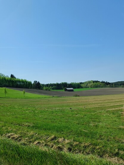 A gree field 