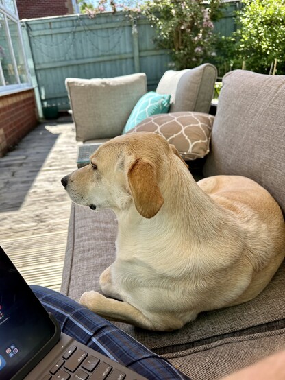 Stanley the Cretan Hound relaxing on an outdoor sofa in the shade