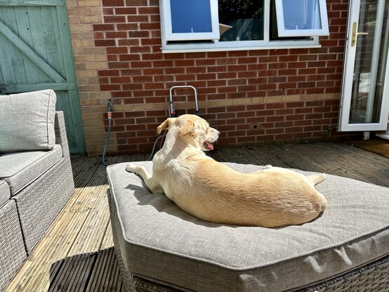 Stanley the Cretan Hound sunbathing on a giant padded footstool