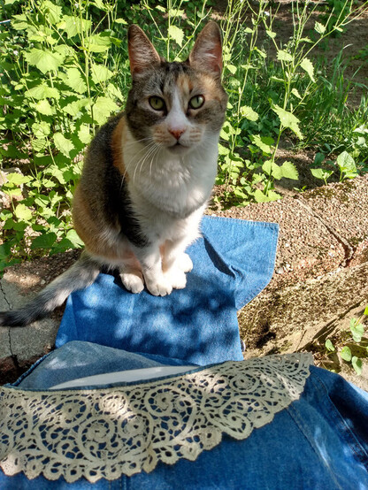 Calico cat sits on the part of my long denim duster jacket that rests on the low wall in my garden, as I sit and sew a Cantu lace collar on to the vintage denim in the foreground.
