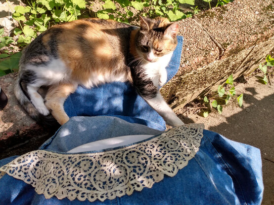 Calico cat lays in the sun on the part of my long denim duster jacket that rests on the low wall in my garden, as I sit and sew a Cantu lace collar on to the vintage denim in the foreground on my lap.