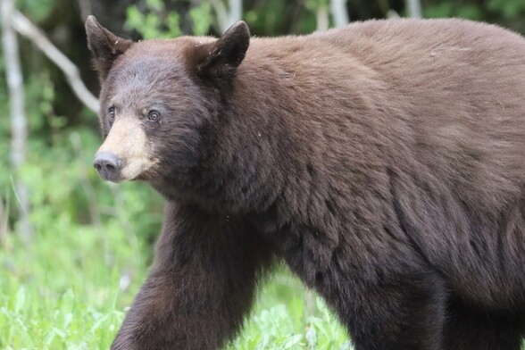 Bear