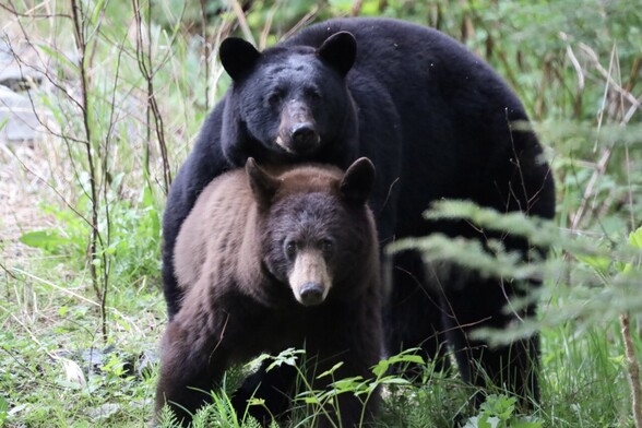 Two bears