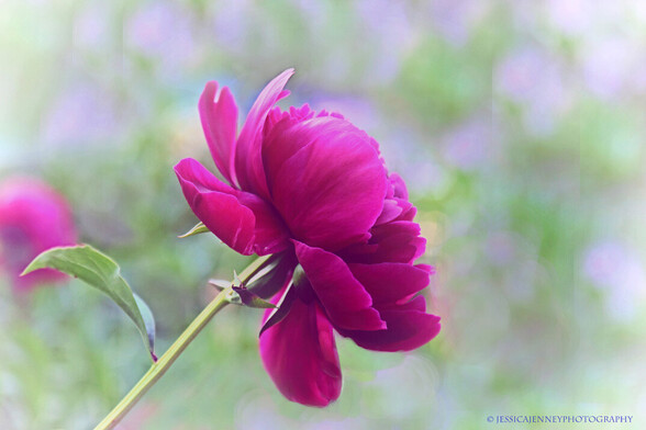 A beautiful double magenta peony in full bloom in a spring garden. 
By Jessica Jenney