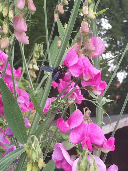 Photo einer Blauen Holzbiene auf einer pinken Blüte