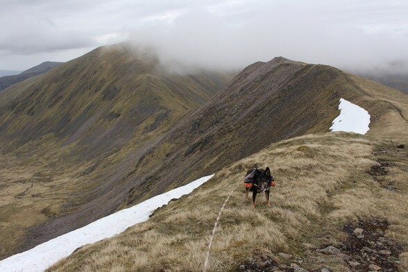 Moray the dog with a long mountain ridge behind him, the far summit is covered by mist. The hills are mostly green but with some rocky bits, and some snow in the foreground.