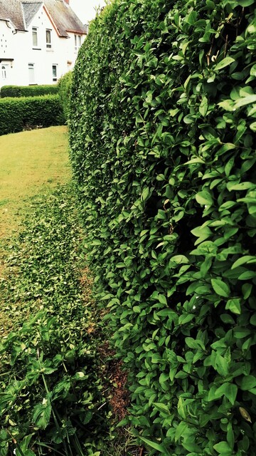 Vertical look along a part cut deep green privet hedge. Housing in the far distance.