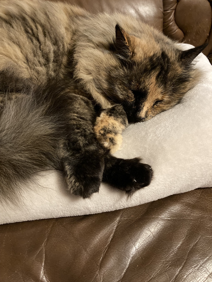 Tortoiseshell cat curled up asleep on a cream blanket on brown leather couch. Floofy tail and paws in foreground. Her face once side mostly black while the other is mostly ginger.