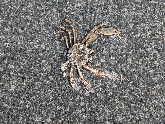 Desiccated remains of a crab that was run over in a parking lot right next to Narragansett Bay.