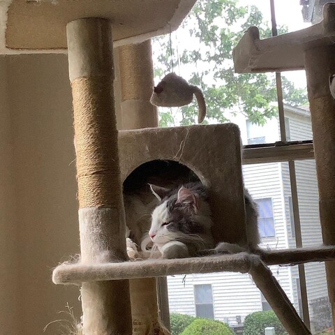 Big fluffy cat, white with gray markings, in his cat condo by a window, looking to one side out another window.