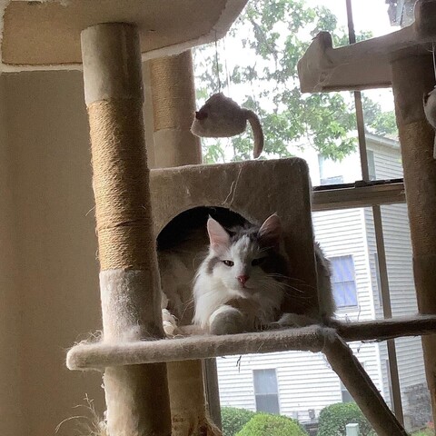 Big fluffy cat, white with gray markings, in his cat condo by a window, looking directly at the photographer. 