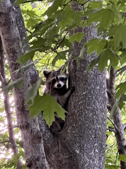 Picture of a raccoon sitting in the crook of a tree, with green leaves behind it. The raccoon is looking at the camera.