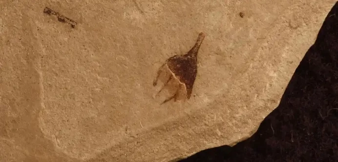 Image: Deanna and Campos identified this chili pepper fossil in the CU Boulder Museum of Natural History collections by the unique shape of its calyx teeth: spikes on the end of the fruiting stem that hold on to the pepper. Credit: R. Deanna 
